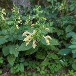 Salvia glutinosa ফুল