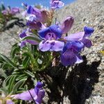 Penstemon speciosus Alkat (teljes növény)