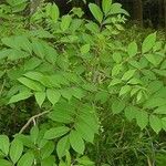Toxicodendron vernix 葉