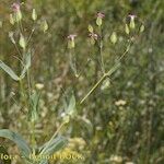 Vaccaria hispanica 形態