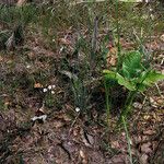 Pinguicula pumila Habit