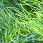 Paspalum distichum Квітка