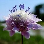 Cephalaria transsylvanica Blodyn