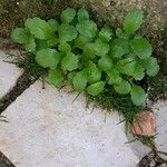 Saxifraga cuneifolia Лист