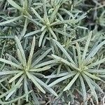Helichrysum italicum Lapas