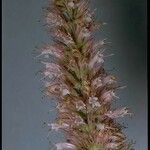 Agastache parvifolia Цвят