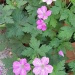 Geranium × oxonianum 形态