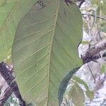 Ficus maxima Folla