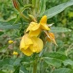 Oenothera biennis Flower