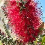 Melaleuca rugulosaFlower