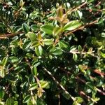 Cotoneaster integrifolius Blad