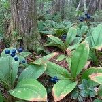 Clintonia borealis Liść