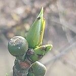 Ficus erecta Levél