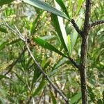 Phyllanthus epiphyllanthus Bark
