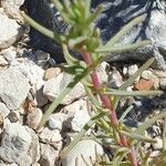 Salsola soda Hoja