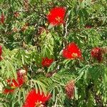 Calliandra tweediei Leaf