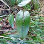 Smilax anceps Lapas