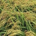 Oryza sativa Плід