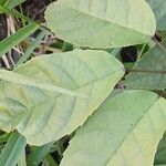 Handroanthus heptaphyllus Folha