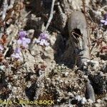 Chaenorhinum grandiflorum Other