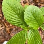 Viburnum sieboldii Φύλλο