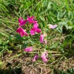 Lathyrus tuberosus花