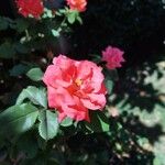Rosa lucieae Floro