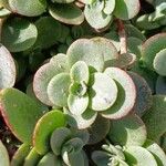 Crassula multicavaDeilen