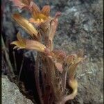 Orobanche fasciculata عادت