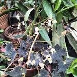 Begonia hydrocotylifolia Кветка