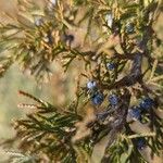 Juniperus thurifera ഫലം