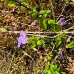 Barleria ventricosa Habit