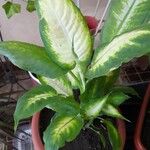 Dieffenbachia seguine叶