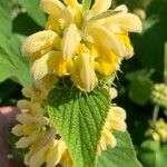 Phlomis russelianaЦветок