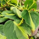 Philodendron cordatum Yaprak