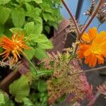 CalendulaFleur