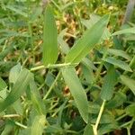Hygroryza aristata Leaf