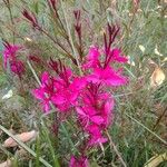 Oenothera lindheimeriപുഷ്പം