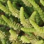 Arthrocnemum macrostachyum Likasa