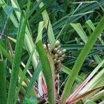 Bromelia pinguin Habit