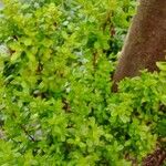 Lippia micromera Лист