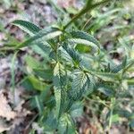 Serratula tinctoria Fuelha