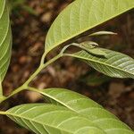 Annona reticulata पत्ता