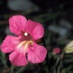 Erythranthe lewisii Flower