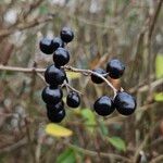 Ligustrum vulgare फल