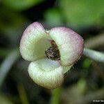 Asarum lemmonii Cvet