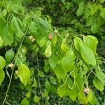 Euonymus maackii Fruit