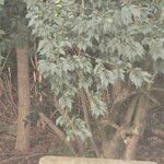 Celtis africana Ŝelo