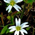 Dichodon viscidum 花