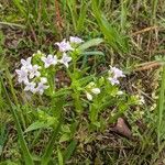 Stenaria nigricans Vivejo